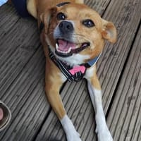 Lumie - agiler Wirbelwind sucht Zuhause, Hündin zur Adoption