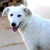 Möchten Sie Ade ein Zuhause schenken?, Hund zur Adoption