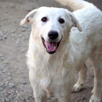 Möchten Sie Atene adoptieren?, Hündin zur Adoption