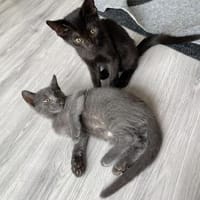 Happy und Heidi suchen liebevolle Dosenöffner, Katze zur Adoption