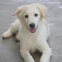 Shiro sucht seine Familie, Hund zur Adoption