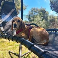 Paoletto möchte Vertrauen fassen, Hund zur Adoption