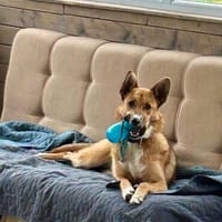 Naida eine unkomplizierte Traumhündin, Hund zur Adoption