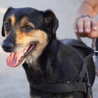 Geben Sie Mastro ein Zuhause?, Hund zur Adoption