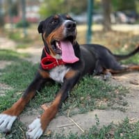 Tobi der kinderfreundliche Rüde, Hund zur Adoption