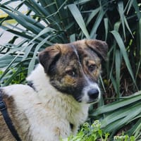 Darius, lebensfroh und unkompliziert, Hund zur Adoption