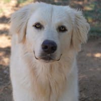 Kumo wünscht sich liebe Menschen, Hund zur Adoption
