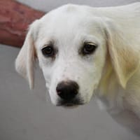 Ombra möchte Sie kennenlernen!, Hündin zur Adoption
