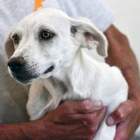 Ombretta sucht Familienanschluss, Hündin zur Adoption