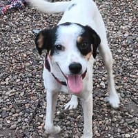 Jack Russel Mischling Ella wartet auf ihr Zuhause!❤, Hündin zur Adoption