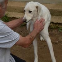 Mara sucht ihre Traumfamilie, Hündin zur Adoption