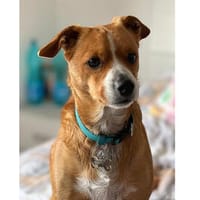 Nemo möchte wieder glücklich sein, Hund zur Adoption