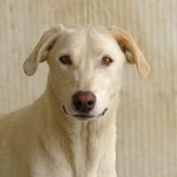 Desdemona sucht ihr eigenes Zuhause, Hündin zur Adoption