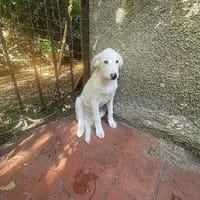 Liu sucht liebe Menschen, Hund zur Adoption