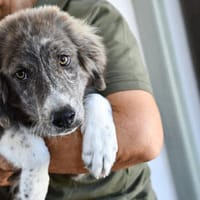 Ortensia sucht passendes Körbchen, Hündin zur Adoption