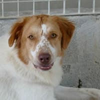 Fusco möchte Ihr Familienmitglied werden, Hund zur Adoption