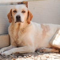 Geko sucht sein Zuhause, Hund zur Adoption