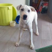 Geben Sie Artemis eine Chance?, Hund zur Adoption