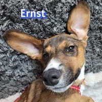 Ernst - neugierig, verspielt, freundlich, Hund zur Adoption