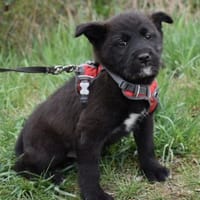 Dan Weißbart, Hund zur Adoption