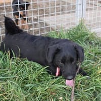 Sylvester - lieber Hundejunge, Hund zur Adoption