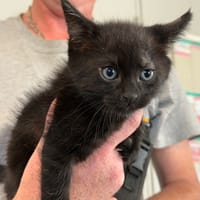 RIRI, chat à adopter