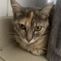 ONSLOW, chatte à adopter