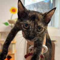 KAZUMI, chatte à adopter