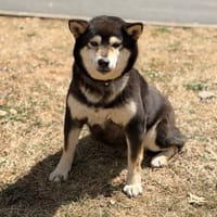 Josy CAA15719, chienne à adopter