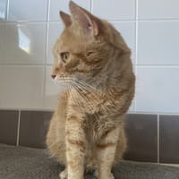 TOULKI, chat à adopter