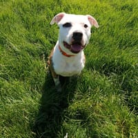 ROCKY, chien à adopter