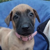 Vanille, chienne à adopter