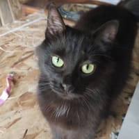 BALI, chatte à adopter