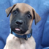 Virtuose, chien à adopter