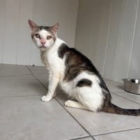 Lougate, chat à adopter
