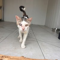 Lougate, chat à adopter