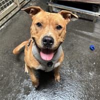 VADOR, chien à adopter