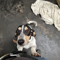 GUY JUNIOR, chien à adopter