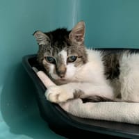 BEAU GOSSE QCT, chat à adopter