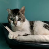 BEAU GOSSE QCT, chat à adopter