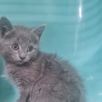 ALBUS ( A TROUVE SA FAMILLE), chat à adopter