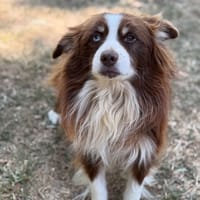 Noe CAA15844, chien à adopter