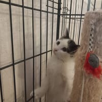 BARBIE, chatte à adopter