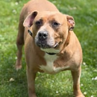 Vilda CAA15841, chienne à adopter