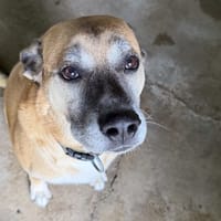 PSAIKO, chien à adopter
