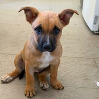 Becky, chienne à adopter