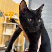 GOJO, chat à adopter
