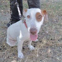 Lucette (en cours d'adoption), chienne à adopter