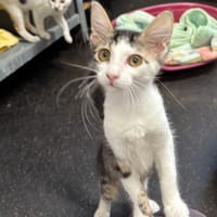 MAKI, chatte à adopter