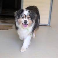 RIO, chien à adopter
